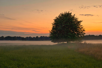 Foggy field with a tree at sunset