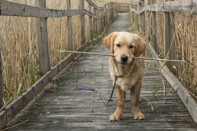 Close-up of dog carrying twig in mouth