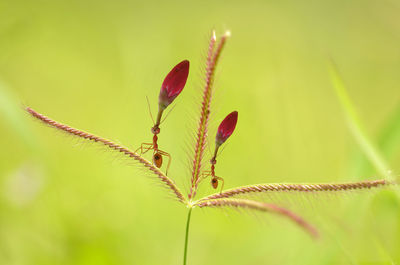 Close-up of insect on plant