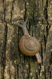 Close-up of snail on tree trunk