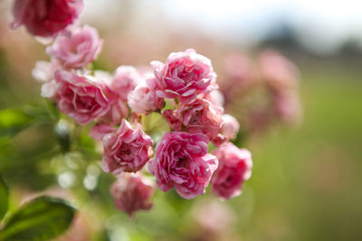 Close-up of pink flowers