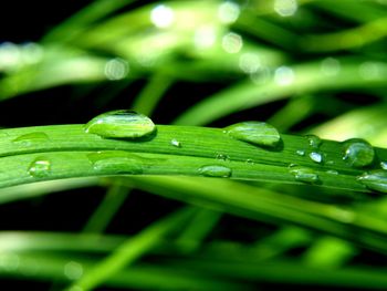 Close-up of dew drops on grass