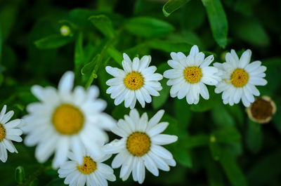 Close-up of white daisy flowers