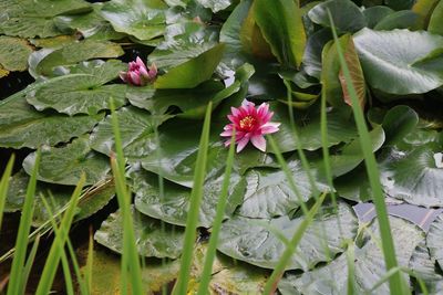 Close-up of pink flowers blooming outdoors