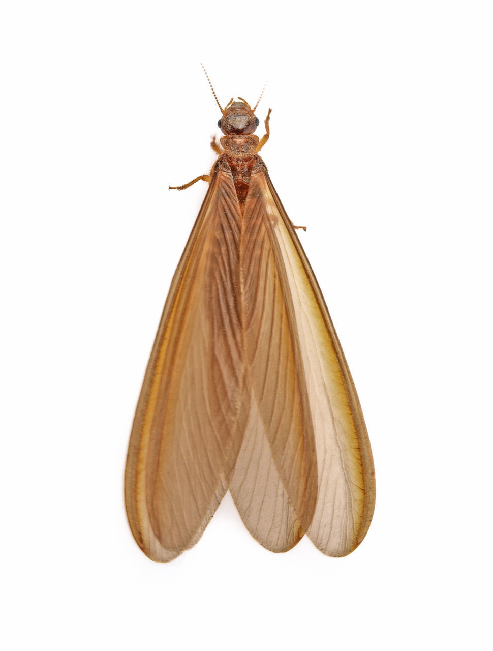 CLOSE-UP OF A INSECT OVER WHITE BACKGROUND