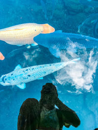 Fish swimming in sea