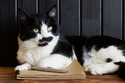 Close-up portrait of a cat
