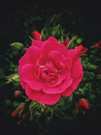 Close-up of pink rose