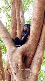Close-up of monkey on tree trunk