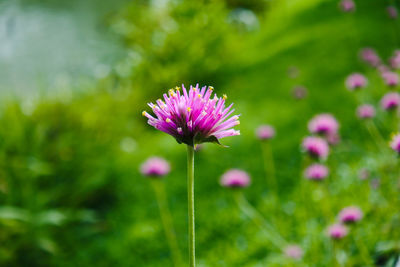 Close-up of pink flowering plant on field