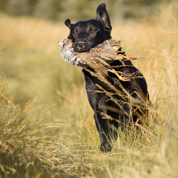 Black dog in a field