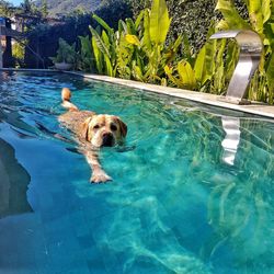 View of dog swimming in pool