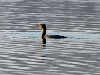 Side view of a duck swimming in lake