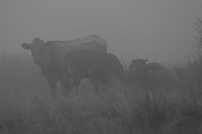 View of an animal on field