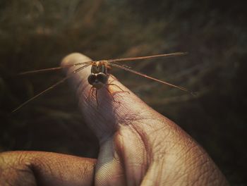 Close-up of insect on hand