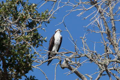 Low angle view of osprey perching on bare tree