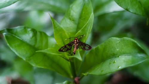 Close-up of insect on leaf