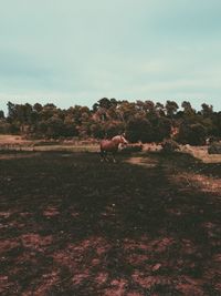 Trees on field