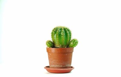Close-up of potted plant against white background