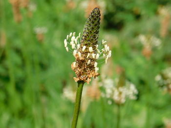 Close-up of wilted flower on field