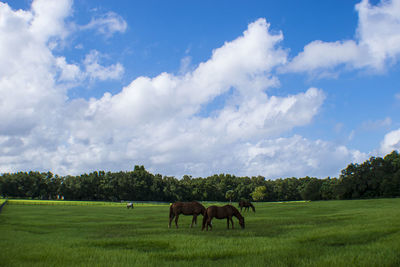 Horses grazing in a field