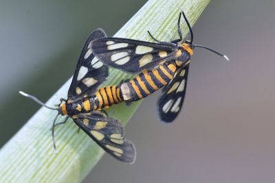 Close-up of butterfly on leaf