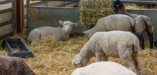View of sheep in pen