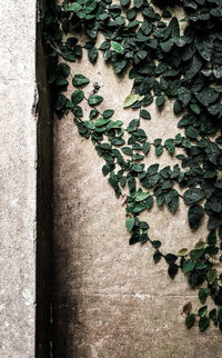 Close-up of ivy on wall