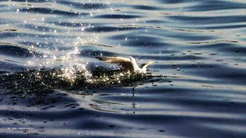 View of water splashing on tree
