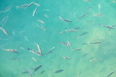 High angle view of fishes swimming in sea