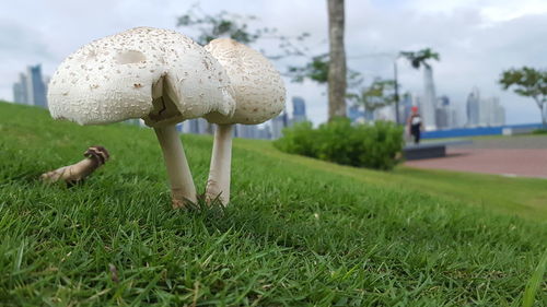 Close-up of mushroom on field