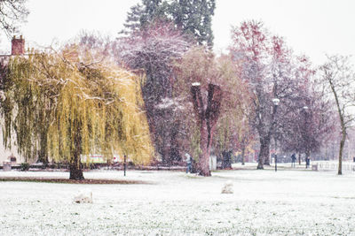 Trees on snow covered landscape