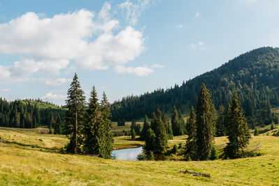 Pine trees on field against sky