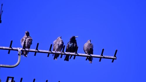 Low angle view of birds perching on roof