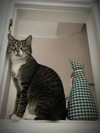 Cat looking away
