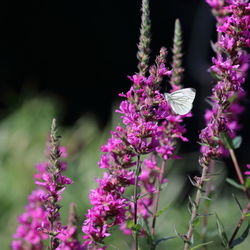 Close-up of butterfly pollinating on purple flower