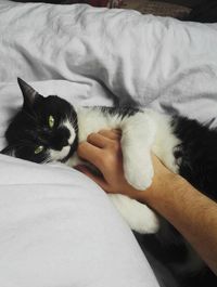 Close-up of kitten on bed at home