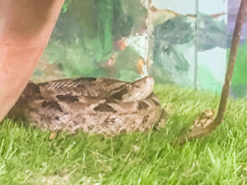 Close-up of lizard on grass