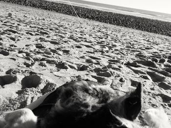 Cat sitting on sand at beach