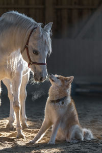 Dog by horse standing at farm