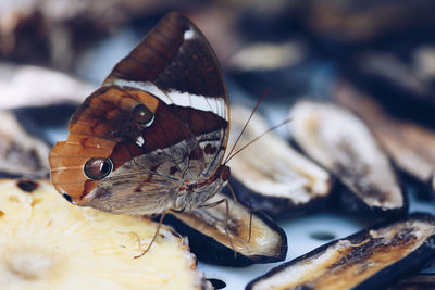 Close-up of butterfly on oyster