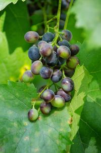 Close-up of grapes growing on tree