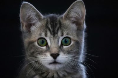 Close-up portrait of a cat