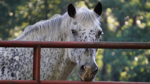 Close-up of horse