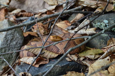 Close-up of dried leaves on ground