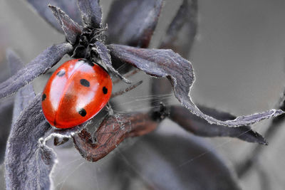 Close-up of ladybug on spider web