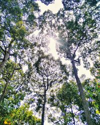 Low angle view of trees against sky