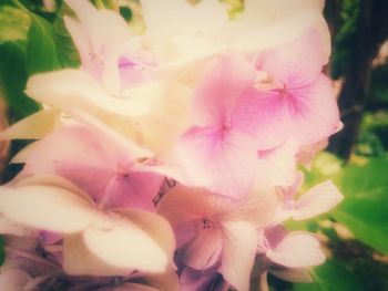 Close-up of pink flowers