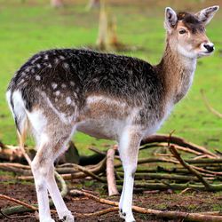 Deer standing in a field