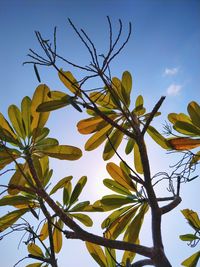 Low angle view of flowering plant against sky